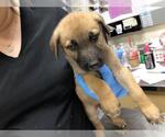 Small American Pit Bull Terrier-Labrador Retriever Mix
