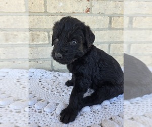 Labradoodle Puppy for sale in WILLIAMSTOWN, KY, USA
