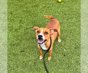 Boxer-Unknown Mix Dogs for adoption in Hilton Head, SC, USA