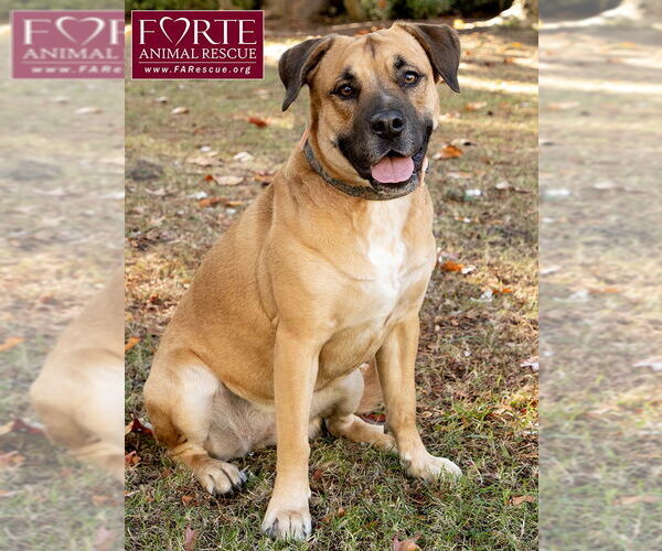 Medium Photo #6 Labrador Retriever-Unknown Mix Puppy For Sale in Marina del Rey, CA, USA