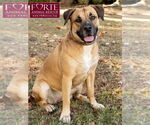 Small #5 Labrador Retriever Mix