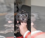 Small Photo #3 Yorkshire Terrier Puppy For Sale in AKRON, OH, USA