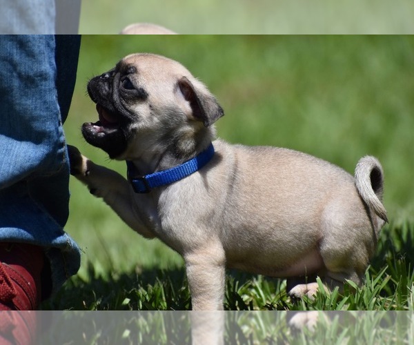 Medium Photo #2 Pug Puppy For Sale in PALM COAST, FL, USA