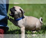 Small #1 Pug