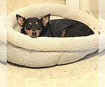 Small #4 Dachshund Mix