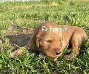 Goldendoodle Puppy for Sale in MOUNTAIN HOME, Arkansas USA