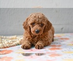 Small #1 Poodle (Miniature)
