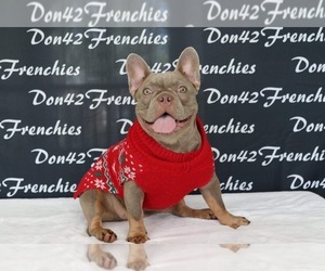 Mother of the French Bulldog puppies born on 12/20/2022