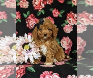 Cavapoo Puppy for sale in NOTTINGHAM, PA, USA