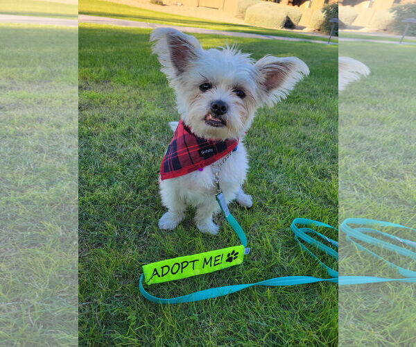 Medium Photo #2 Shih Tzu-Unknown Mix Puppy For Sale in Phoenix, AZ, USA