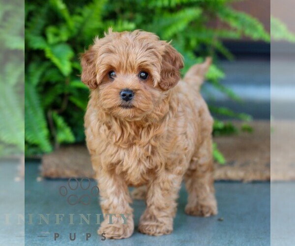 Medium Photo #1 Cavapoo Puppy For Sale in MORGANTOWN, PA, USA