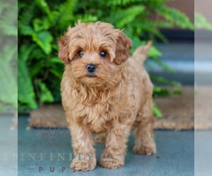 Cavapoo Puppy for sale in MORGANTOWN, PA, USA