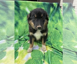 Australian Shepherd Puppy for sale in LANCASTER, PA, USA