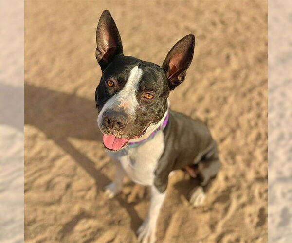 Medium Photo #2 American Pit Bull Terrier Puppy For Sale in Aurora, CO, USA