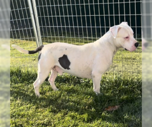 Bullypit Dogs for adoption in Sistersville, WV, USA