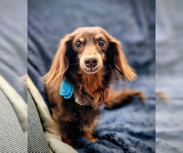 Medium Photo #3 Dachshund Puppy For Sale in Fruitland, SC, USA