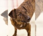 Small #6 American Pit Bull Terrier Mix
