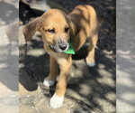 Small Mutt