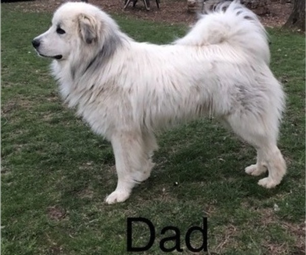 Medium Photo #8 Great Pyrenees Puppy For Sale in KIRBYVILLE, MO, USA