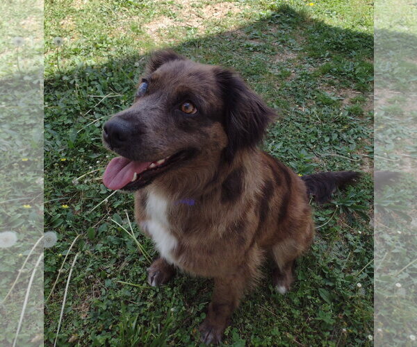 Medium Photo #4 Australian Shepherd-Unknown Mix Puppy For Sale in Cookeville, TN, USA