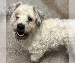 Poodle (Miniature) Dogs for adoption in Salinas, CA, USA