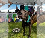 Small #1 American Pit Bull Terrier Mix