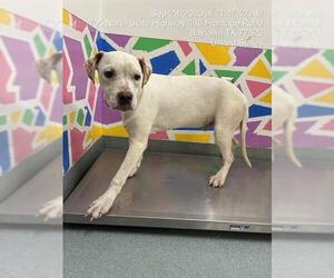 Boxer-Unknown Mix Dogs for adoption in Baytown, TX, USA