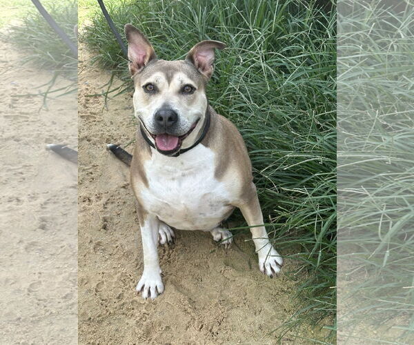 Medium Photo #1 Mutt Puppy For Sale in Jackson, MS, USA