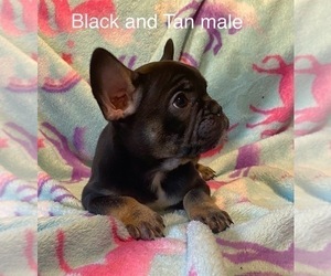 French Bulldog Puppy for sale in COLORADO SPRINGS, CO, USA