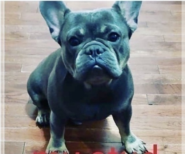 Medium Photo #1 French Bulldog Puppy For Sale in NEWARK, NJ, USA