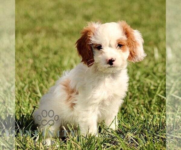 Medium Photo #1 Cavapoo Puppy For Sale in BIRD IN HAND, PA, USA