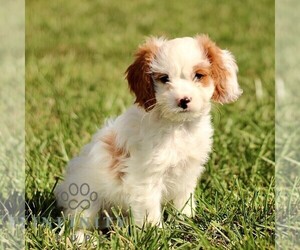 Cavapoo Puppy for sale in BIRD IN HAND, PA, USA