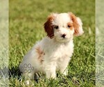 Small Cavapoo