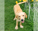 Small #1 Labrador Retriever Mix