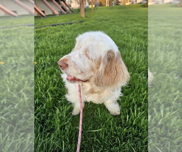 Medium Photo #1 Clumber Spaniel Puppy For Sale in Mukwonago, WI, USA