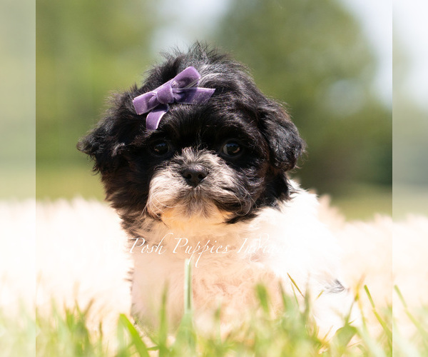 Medium Photo #17 Shih Tzu Puppy For Sale in WARSAW, IN, USA