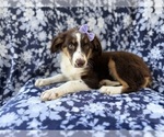 Small #5 Miniature Australian Shepherd