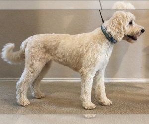 Goldendoodle Dogs for adoption in MANSFIELD, TX, USA