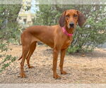Small Redbone Coonhound