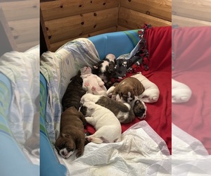 Olde English Bulldogge Litter for sale in ALDEN, MN, USA