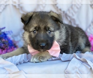 German Shepherd Dog-Norwegian Elkhound Mix Puppy for sale in LANCASTER, PA, USA