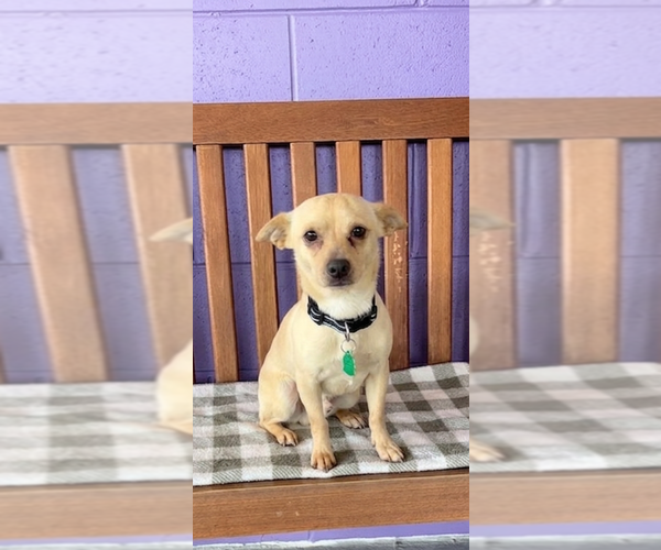 Medium Photo #3 Chihuahua-Unknown Mix Puppy For Sale in Genesee, WI, USA