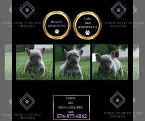 French Bulldog Puppy for sale in WARSAW, IN, USA