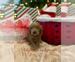 Puppy Puppy 2 Cockapoo