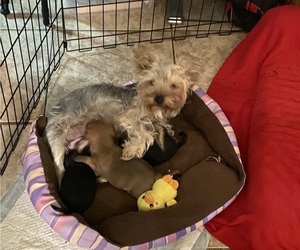 Mother of the Chorkie puppies born on 09/20/2022