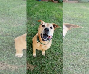 Lemon - Female Chow Chow-Unknown Mix Dog for Adoption - Photo #3