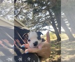Small #2 Boston Terrier