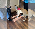 Small #2 Labrador Retriever Mix