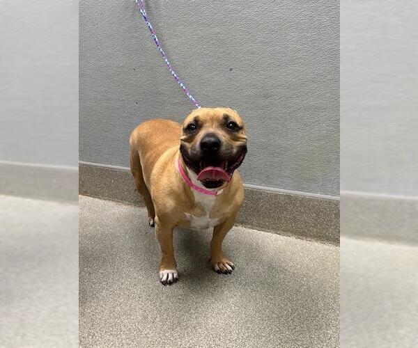 Medium Photo #1 Bulldog-Unknown Mix Puppy For Sale in Las Vegas, NV, USA