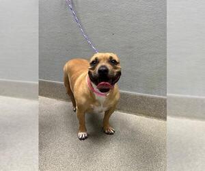 Bulldog-Unknown Mix Dogs for adoption in Las Vegas, NV, USA